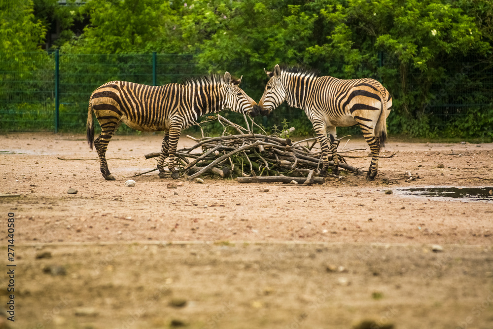 Obraz premium 16.05.2019. Berlin, Germany. In the zoo Tiagarden the family of a zebra walks. Wild animals, horses. Eat a grass.