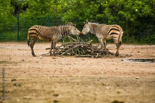 16.05.2019. Berlin  Germany. In the zoo Tiagarden the family of a zebra walks. Wild animals  horses. Eat a grass.