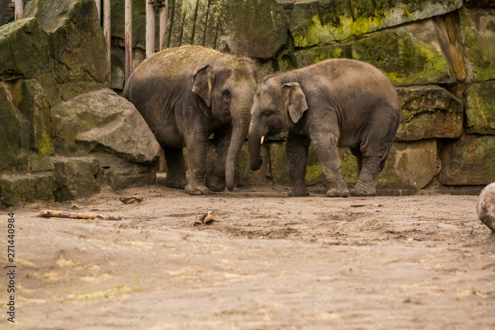16.05.2019. Berlin, Germany. Zoo Tiagarden. The family of elephants walks across the territory and eat a grass.