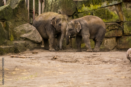 16.05.2019. Berlin, Germany. Zoo Tiagarden. The family of elephants walks across the territory and eat a grass.