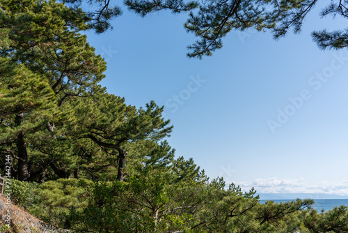 Fototapeta Naklejka Na Ścianę i Meble -  桂浜の松林の風景