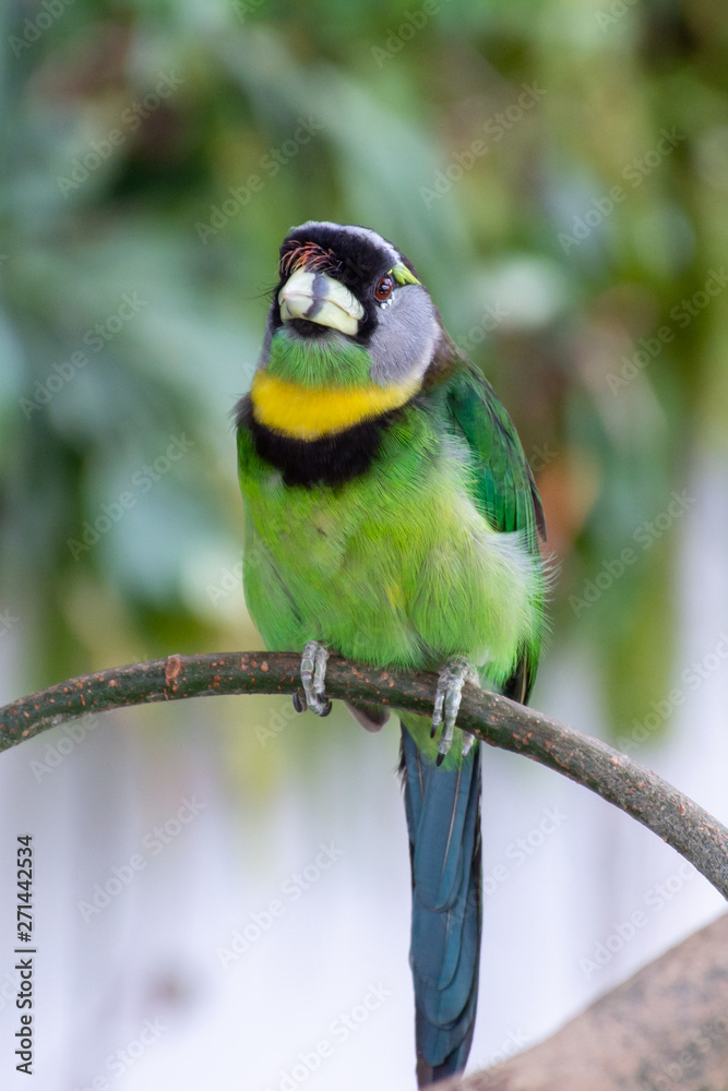 Fire Tufted Barbet (Psilopogon pyrolophus) a green tropical bird native to Sumatra and the Malaysian Peninsula showing off its beautiful green feathers and bright colours on a branch in the forest. Fire Tufted Barbet (Psilopogon pyrolophus) a green tropical bird native to Sumatra and the Malaysian Peninsula showing off its beautiful green feathers and bright colours on a branch in the forest.