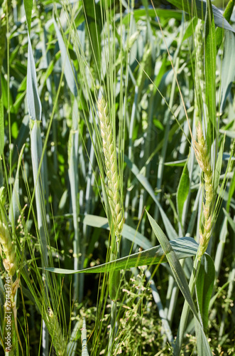 Close up picture of green wheat, selective focus.