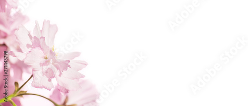 Bright delicate pink flowers isolated on white background