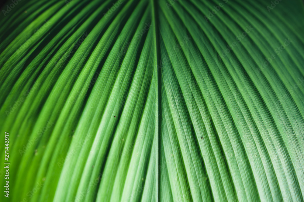 Leaf detail Dark leaves Leaf pattern In nature Leaf detail Dark leaves Leaf pattern In nature