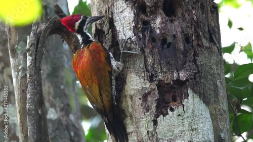 Greater flameback woodpecker drilling bark tree finding food like insect in nature., Lockdown. photo
