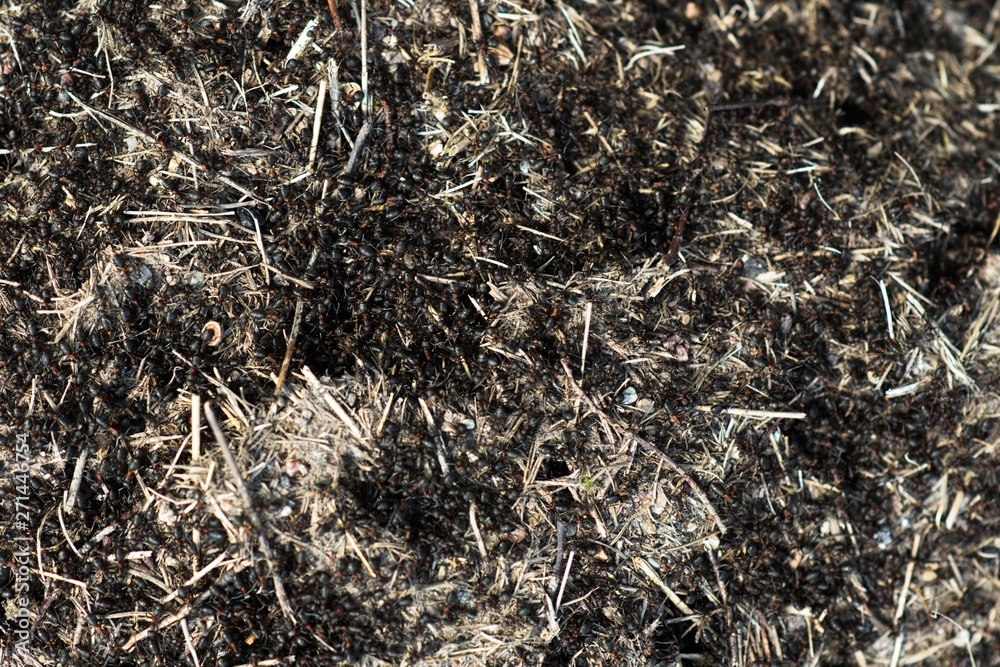 Anthill into the earth among soil and green plants Anthill into the earth among soil and green plants