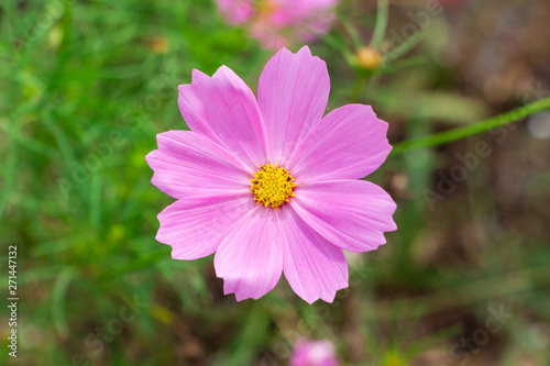Garden cosmos  Cosmos bipinnatus  pink flower closeup - Davie  Florida  USA