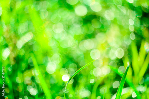 green grass in garden and blur of water drop on leaves