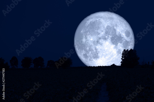 super snow moon back silhouette tree in field night sky