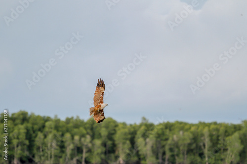 Red eagle fly on the sea in nature at thailand photo