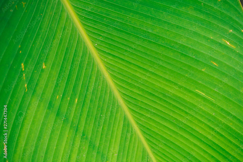 Green tropical leaves Close up. Pattern, texture, background Green tropical leaves Close up. Pattern, texture, background