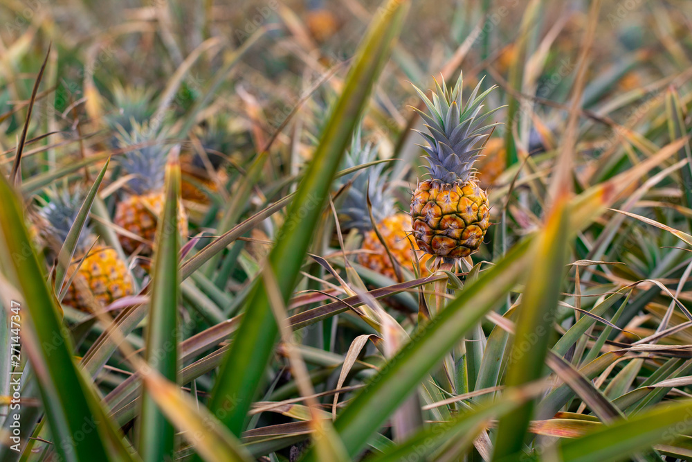 Baby pineapples growing in the field. Ready to be picked and eaten Baby pineapples growing in the field. Ready to be picked and eaten