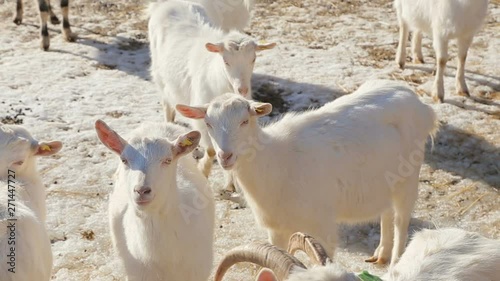Organic Grassfed Goats - a herd of young kids on eco-friendly meat farm