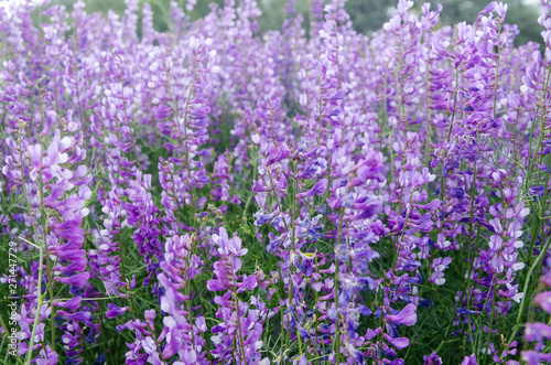 wild flowers in summer fields