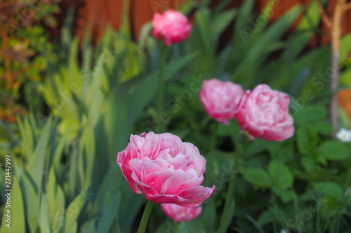 Wallpaper Mural Lite Rose Torontodigital.ca