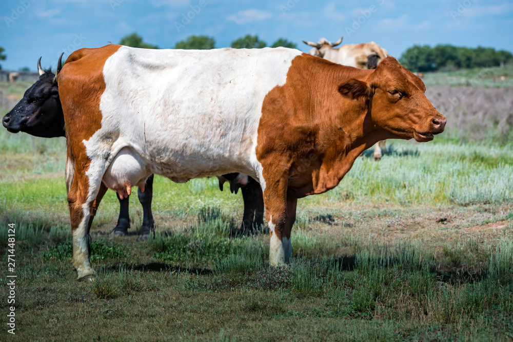 Brown hornless cow in green field in countryside Brown hornless cow in green field in countryside