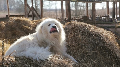 dog on the hay in the village - big fluffy dog in a haystack is lazily yawning and sipping