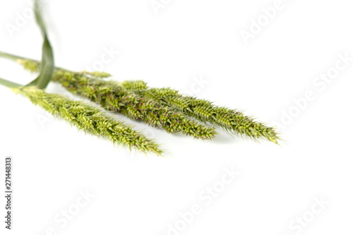 Close upThe green Grass Flower that that looks like Sheaves of rice isolate on white background. photo