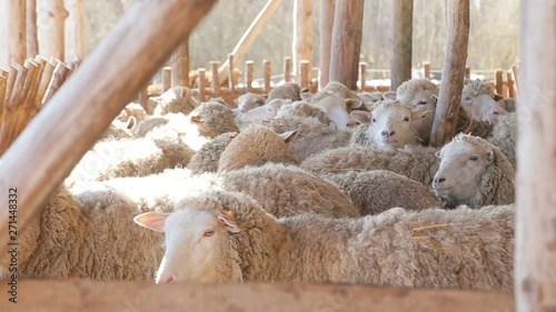 sheep flock in sun light on eco farm - Lamb Organic Meat Products