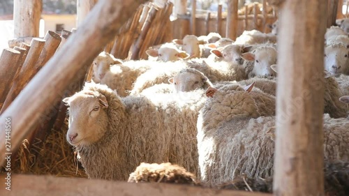lambs and sheep in rays of morning sun local organic farm