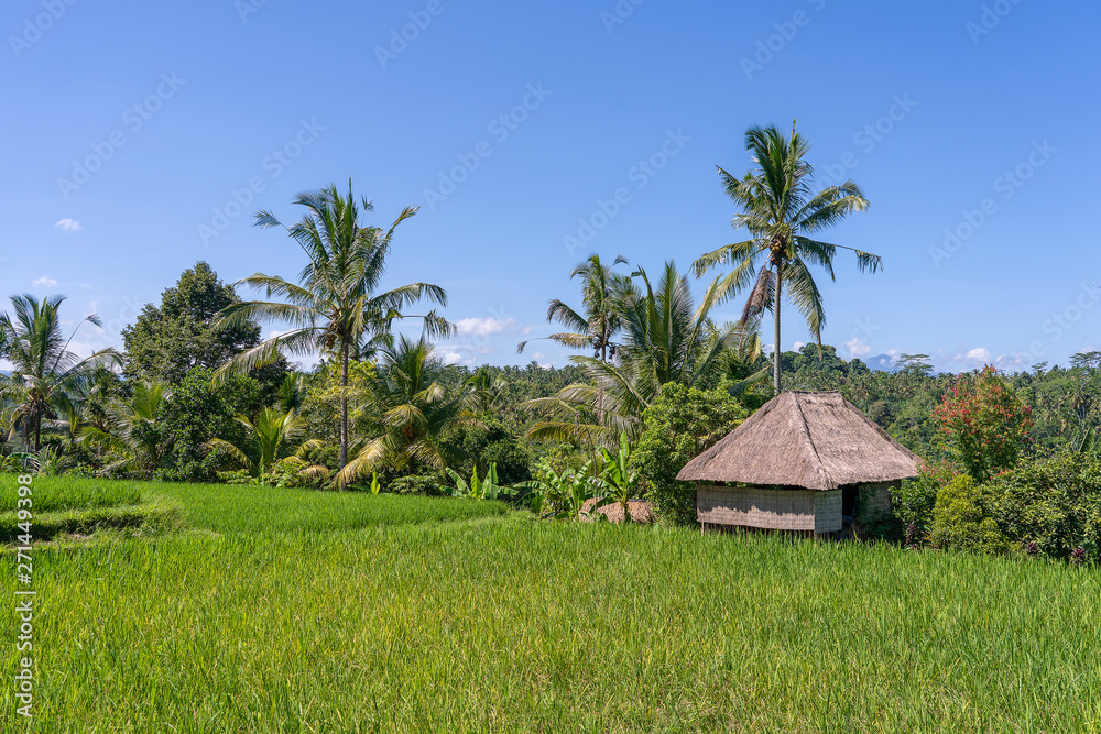 Landscape with rice fields, straw house and palm tree at sunny day in island Bali, Indonesia. Nature and travel concept Landscape with rice fields, straw house and palm tree at sunny day in island Bali, Indonesia. Nature and travel concept