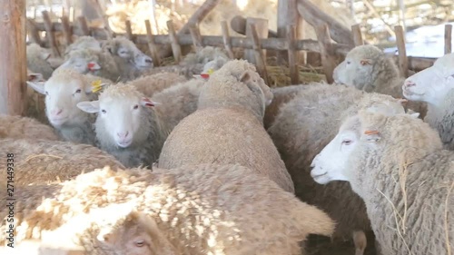 high-quality sheep and lamb organic meat products