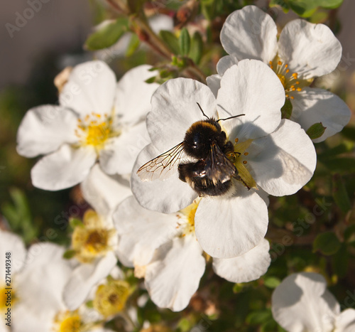 Bumblebee pollinating white flowers on a bush