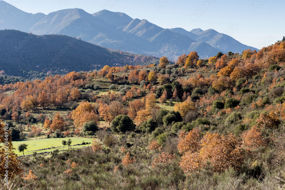 Landscape with autumn mountains and trees (Peloponnese, Ahaia, Greece)