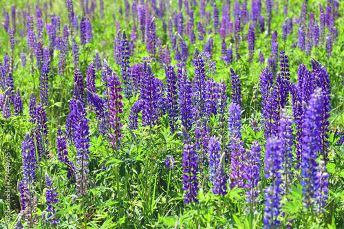 Many beautiful glade with blooming lupins