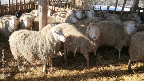 healthy eco-friendly lambs in on the farm look into the camera lens - ecologically balanced means of farming