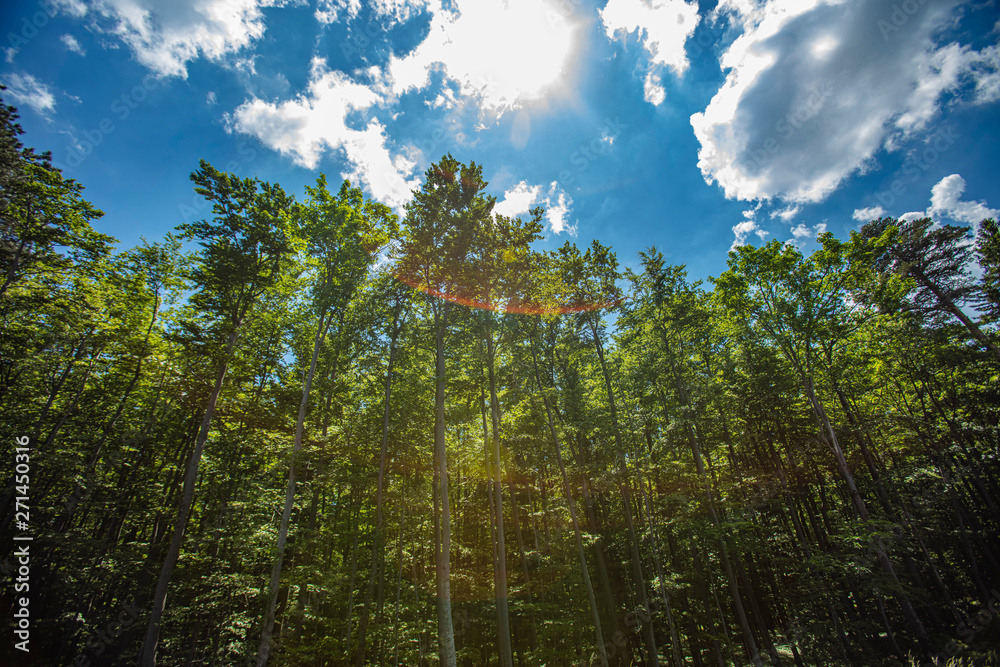 Fototapeta premium green forest in summer time