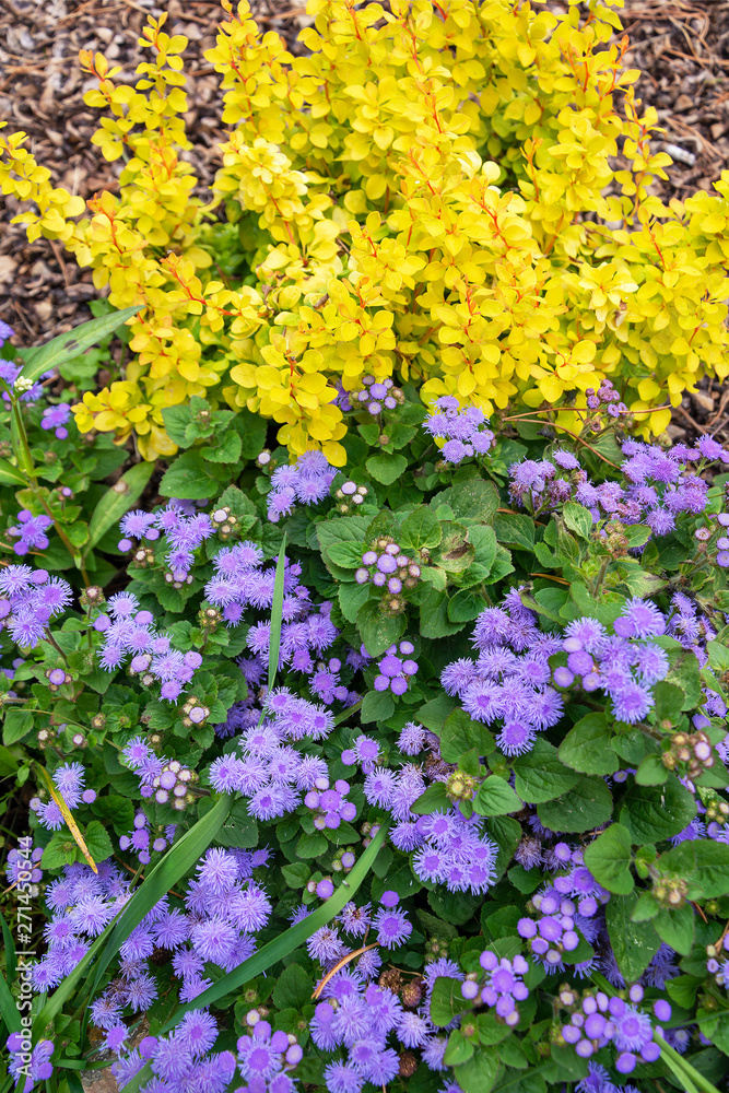 Flowering ageratum and Bush barberry Aurea