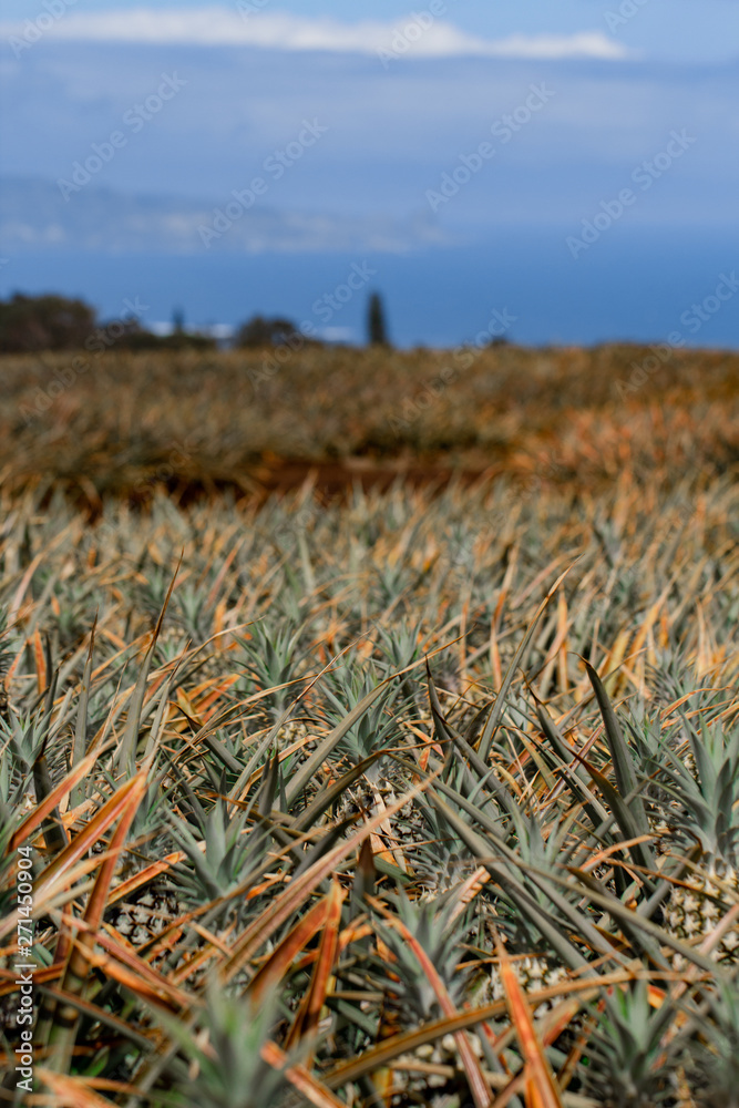 Fototapeta premium Pineapples growing in the field. Ready to be picked and eaten