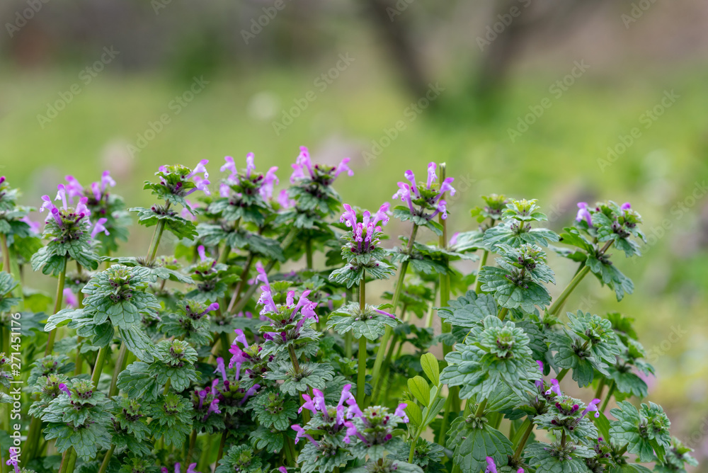 Greater Henbit flowers, Lamium amplexicaule