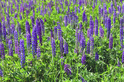 Many beautiful glade with blooming lupins
