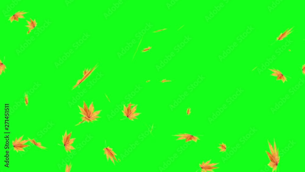 Autumn leaves falling on green screen, chroma key editable background