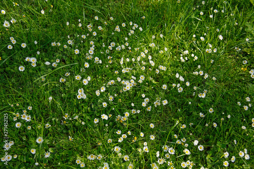 daisy flowers in a lush grass background
