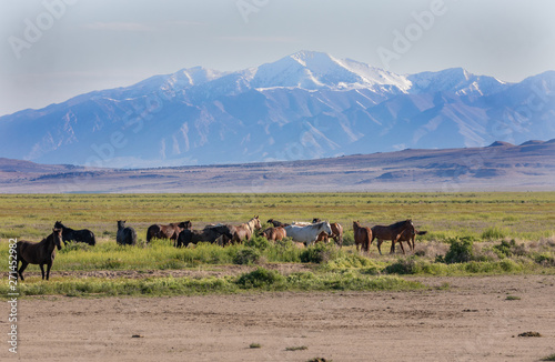 Herd of Wild Horses in the Utah Desert in Spring