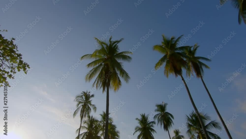 Palm trees against blue sky in Costa Rica Palm trees against blue sky in Costa Rica