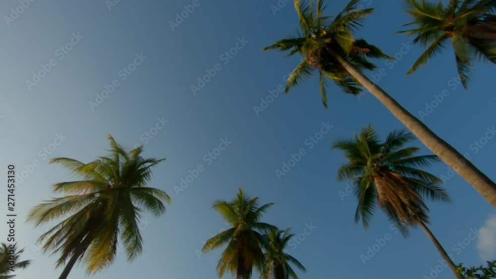 Palm trees against blue sky in Costa Rica