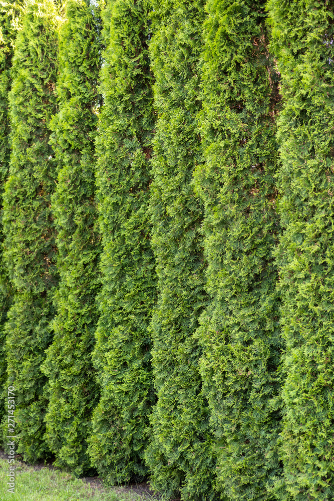 Thuja is a beautiful coniferous plant. Thuja is a beautiful coniferous plant.