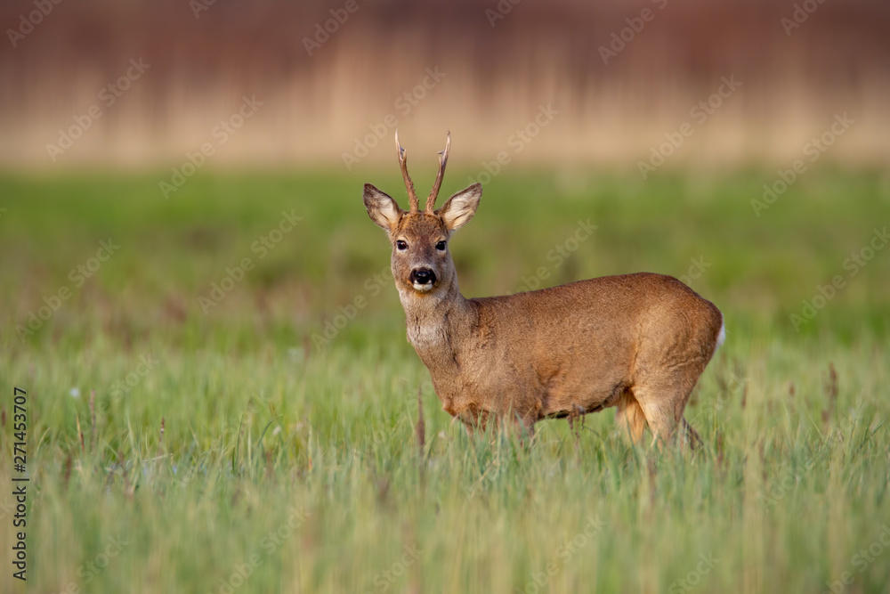 Surprised roe deer, capreolus capreolus, buck in winter coat in springtime standing on a green meadow and looking to camera. Wild animal in fresh green nature at sunrise. Surprised roe deer, capreolus capreolus, buck in winter coat in springtime standing on a green meadow and looking to camera. Wild animal in fresh green nature at sunrise.