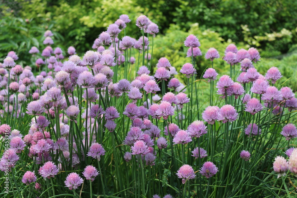 Lilac flowers bloom in the garden in spring Lilac flowers bloom in the garden in spring