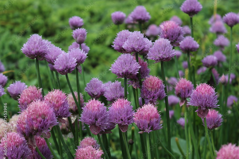 Lilac flowers bloom in the garden in spring Lilac flowers bloom in the garden in spring