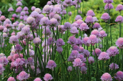 Lilac flowers bloom in the garden in spring