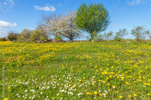 Blooming daisies and dandelions in the meadow