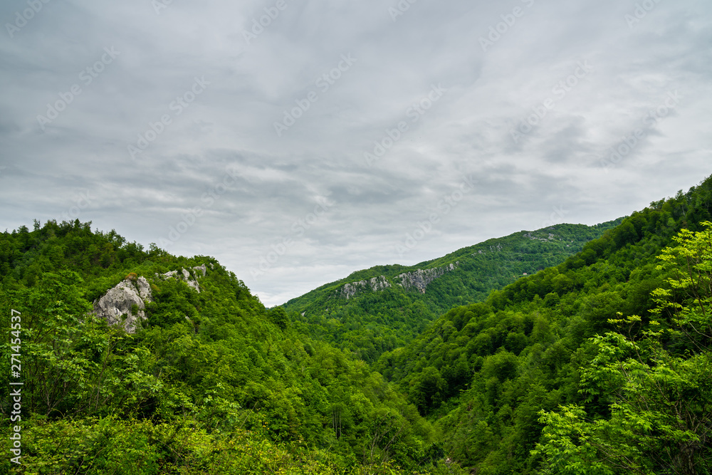 Fototapeta premium Montenegro, Endless unspoiled green nature landscape in moraca canyon covered by forest of trees