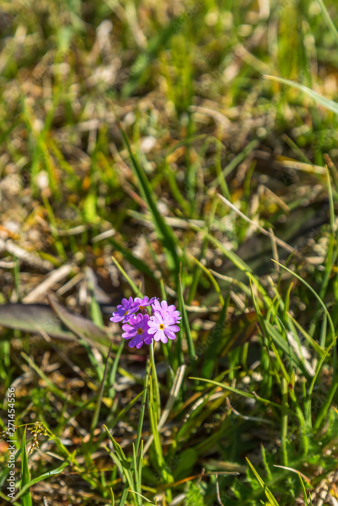 Bird's-eye primrose in a meadow Bird's-eye primrose in a meadow