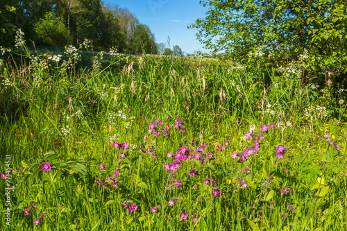 Red campion flowers on a summer meadow in rural landscape